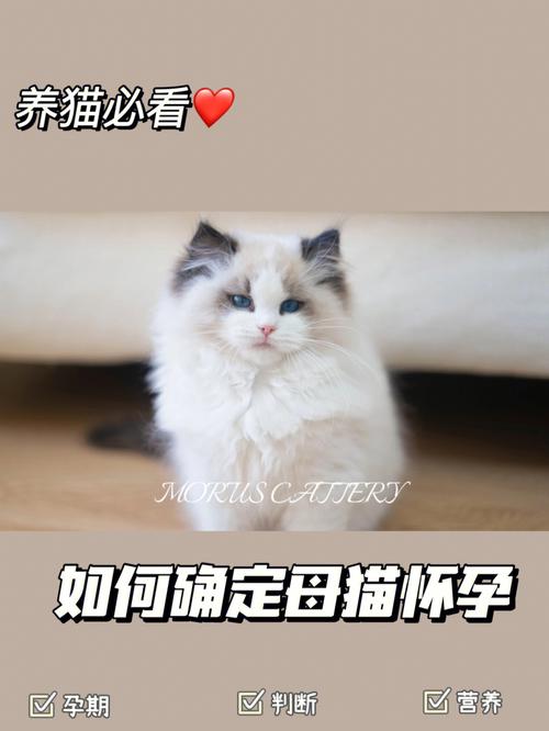 养猫必读：如何快速判断小猫是否呛奶？喂奶新手的实用指南