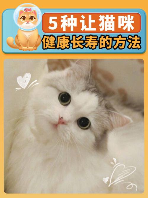 新手养猫指南：小猫脐带护理的正确方法，助力健康成长！