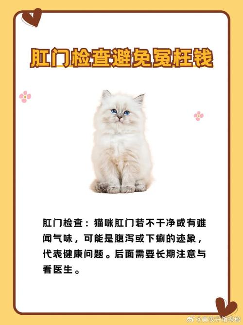 小猫健康指南：这些早期症状可能是常见疾病的信号，你注意到了吗？