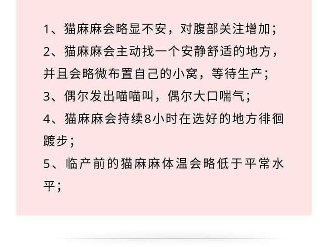 避免营养过剩，让小猫健康成长的喂养技巧，你做对了吗？