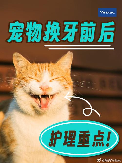 小猫口腔护理全攻略：这些简单的技巧让爱宠远离牙齿问题