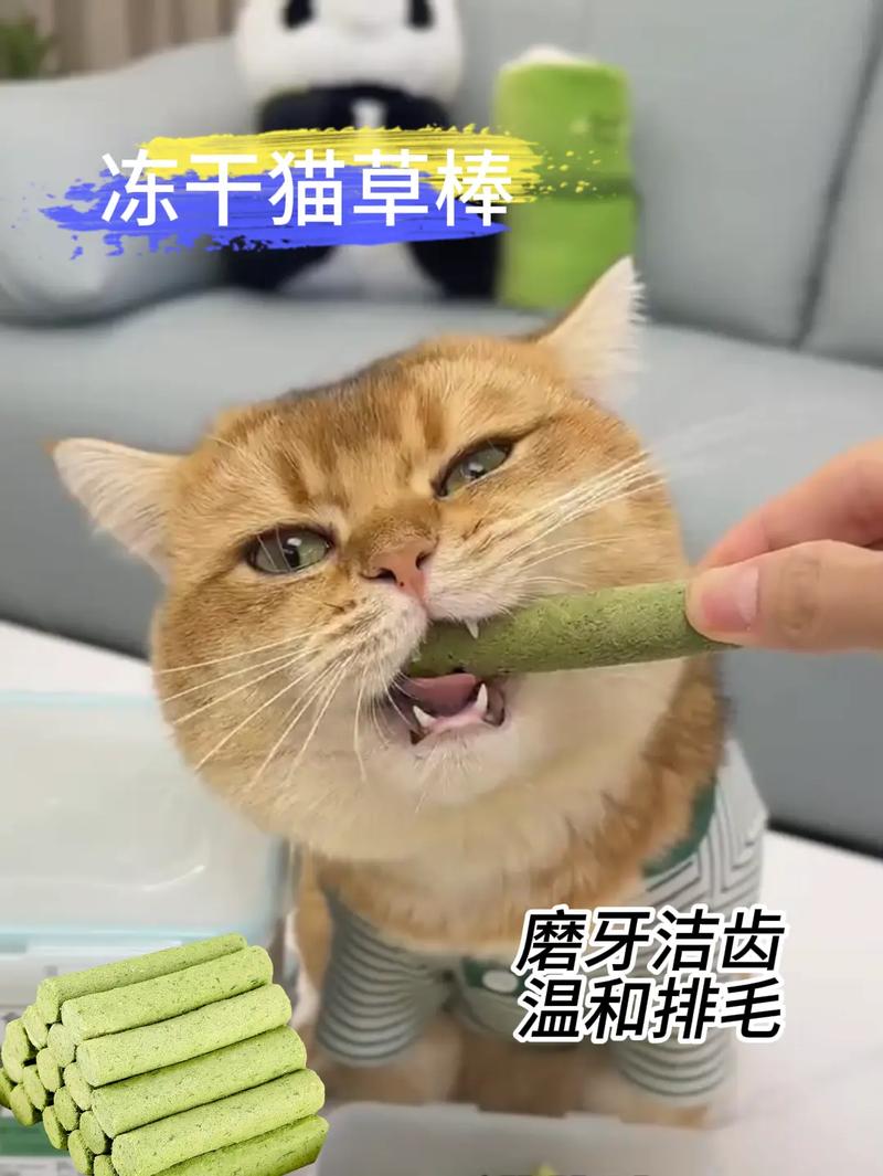 DIY小猫洁牙零食：轻松制作，让爱宠在美味中享受口腔清洁