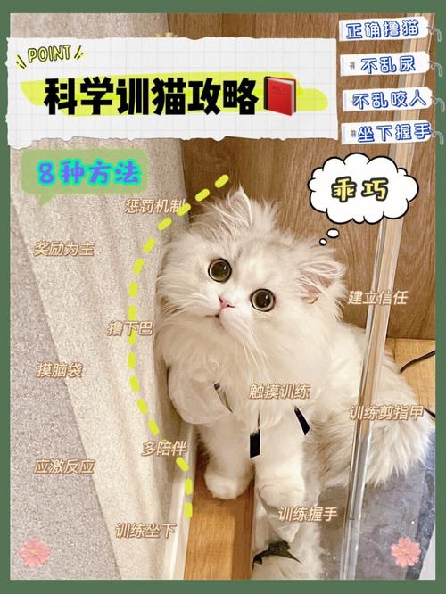 如何养出乖巧猫咪技巧？