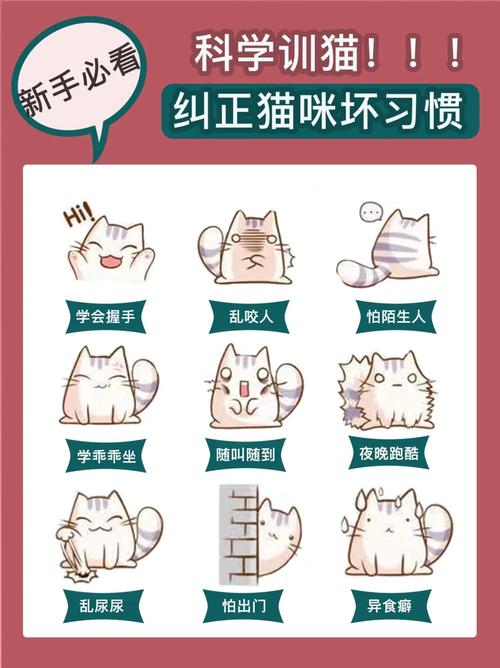 养出乖巧猫咪的秘密：这些简单技巧让你家猫更听话、更亲人！