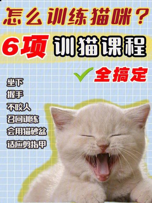 猫咪也能听话！轻松掌握猫咪听从指令的训练技巧