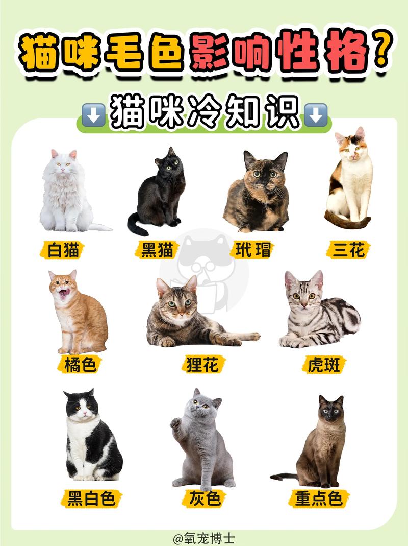 猫的特征和习性