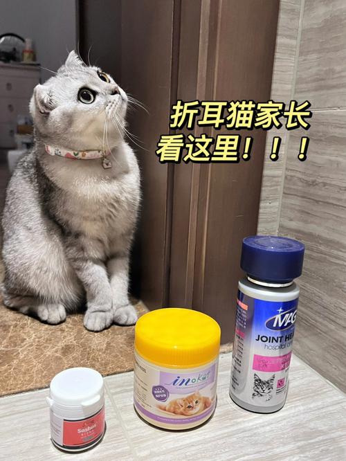 折耳猫的美丽背后：遗传病你了解多少？