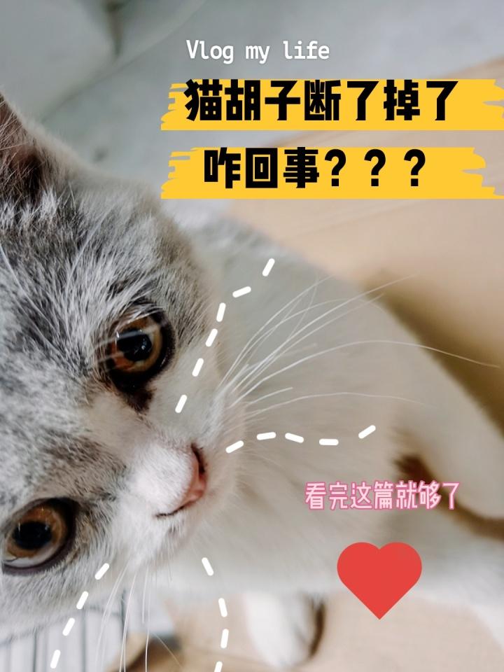 猫咪为什么总是躲着你？揭开猫咪躲避主人的5大深层原因