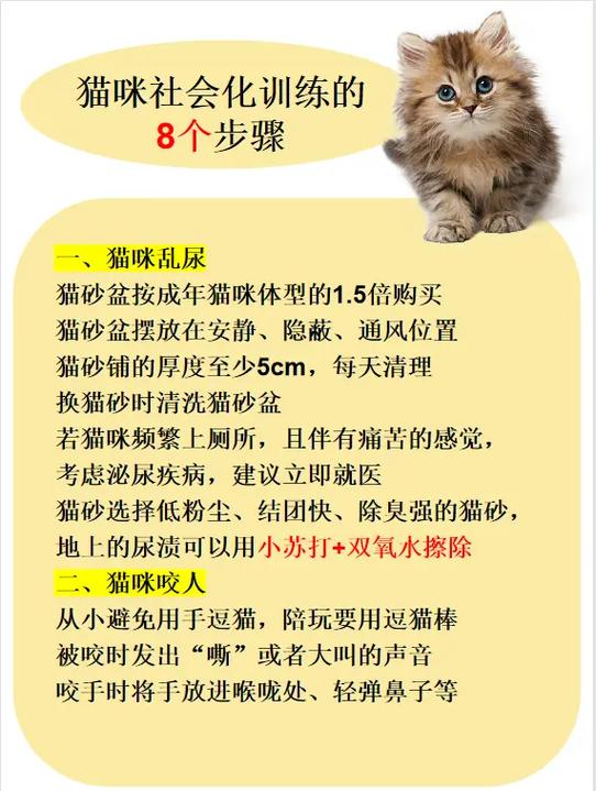 猫咪社会化训练9个方法