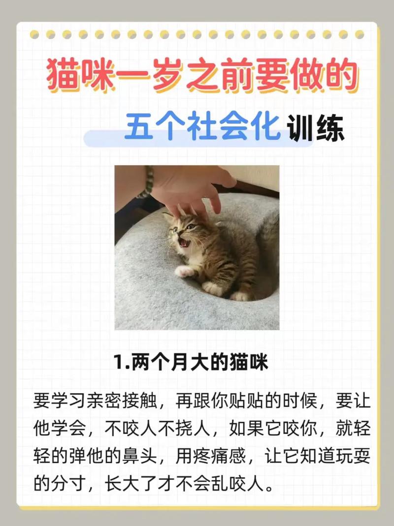 从小训练好，猫咪也能变乖巧！新手猫主的必备训练技巧