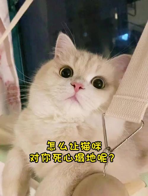 纠正猫咪不良行为的黄金法则，让你的猫咪乖乖听话！