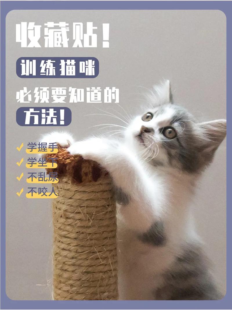 如何训练猫咪接受新食物？