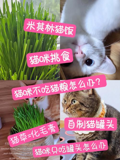 猫咪挑食与厌食的区别