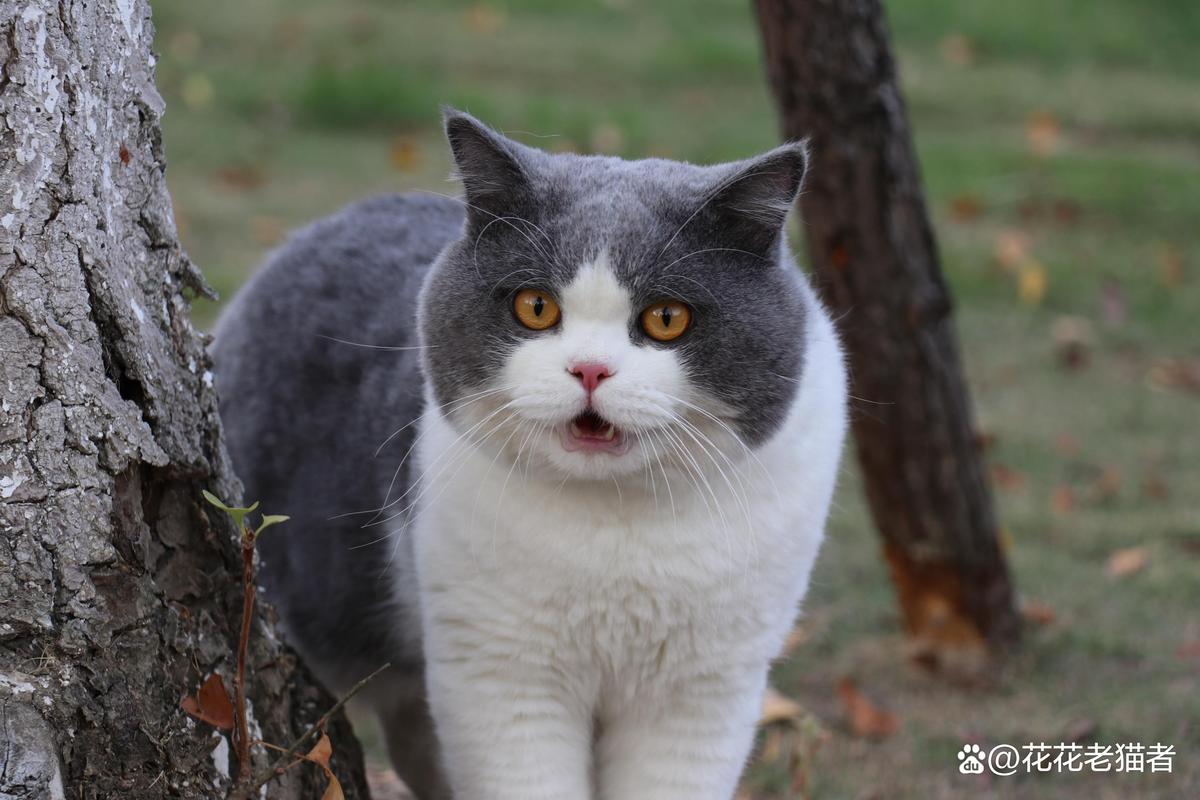 猫的智商能听懂人话吗