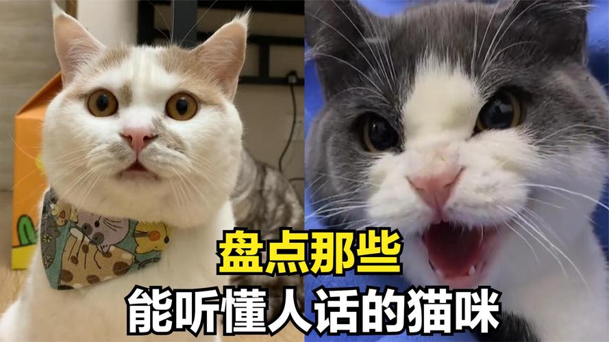 猫的小脑袋里藏着什么秘密？—— 猫咪能否听懂人话