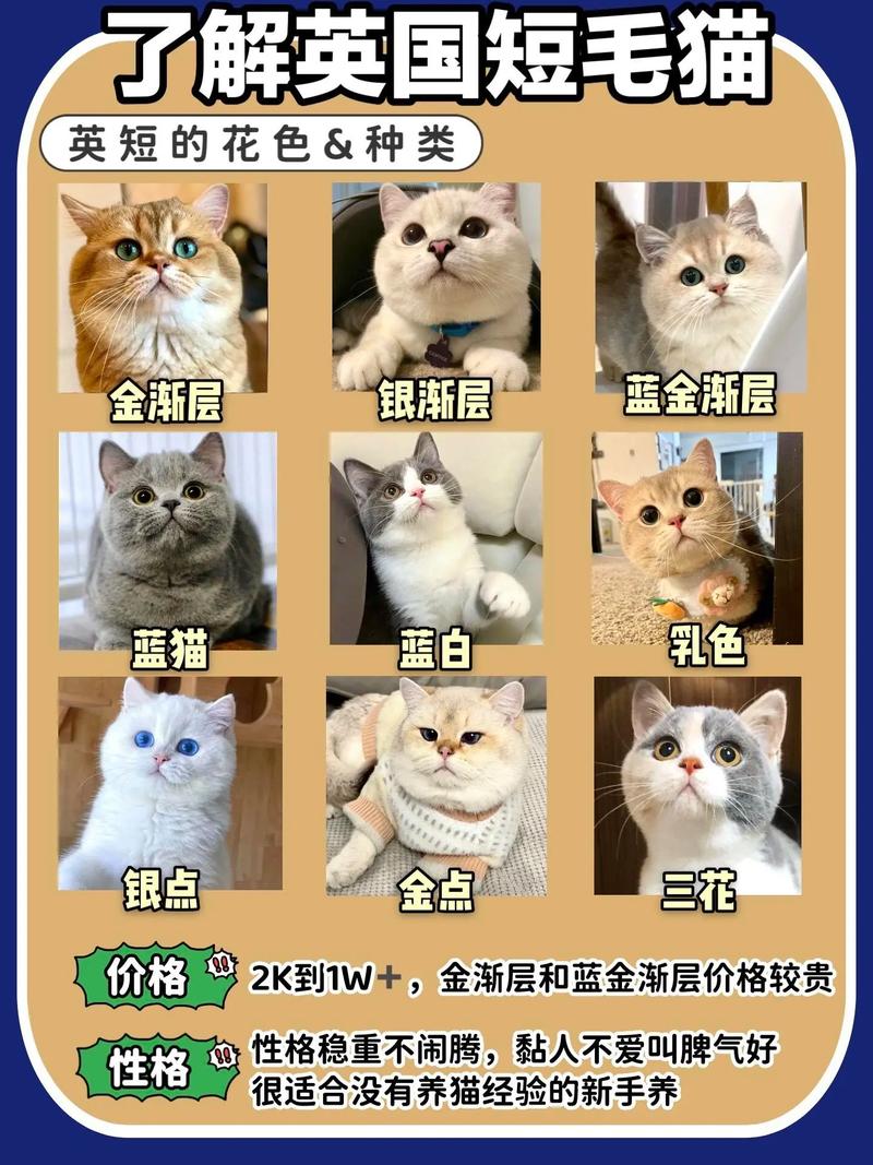 与英短相伴：养英国短毛猫的奇妙体验