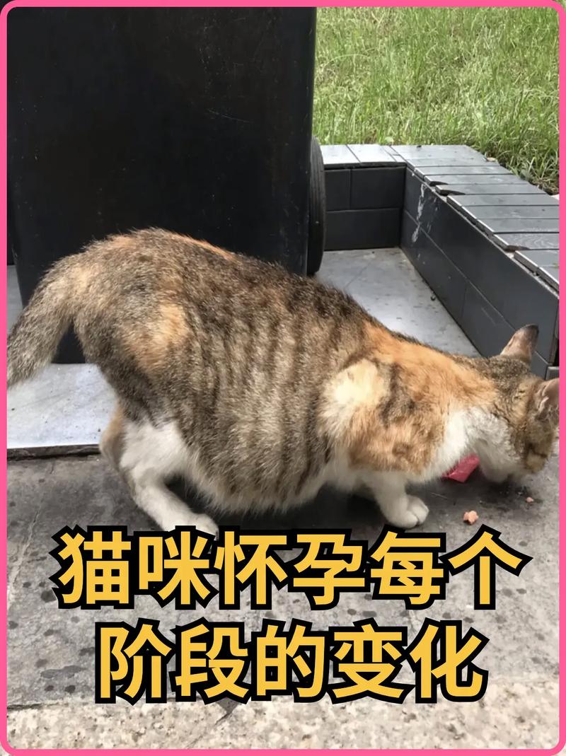 判断猫咪怀孕的表现及第一胎猫生产要注意的事项