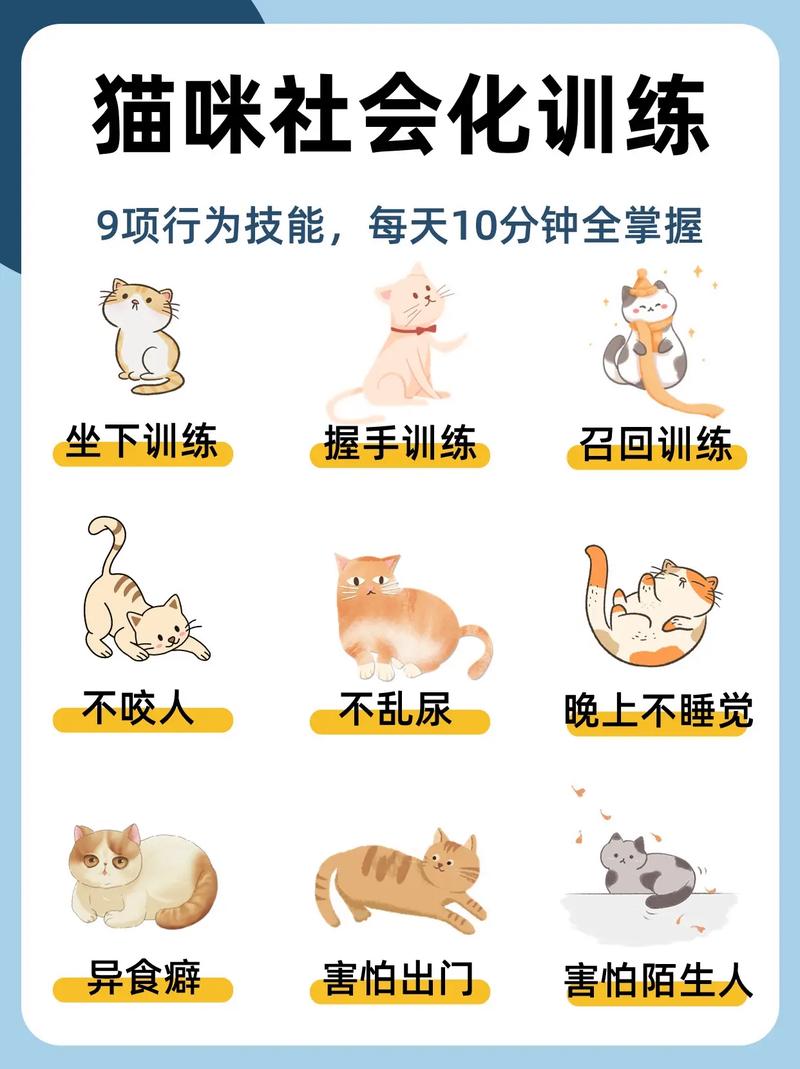 让猫咪主动 “投怀送抱”：猫咪不粘人训练法