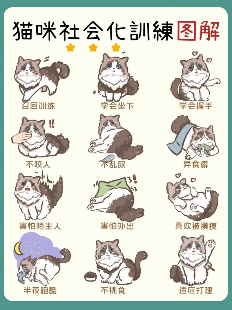 猫咪不粘人怎么训练?