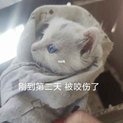 猫咪的咬伤与攻击，5个可能的原因