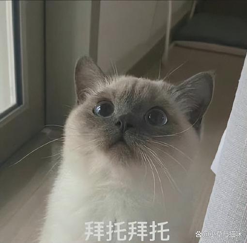 猫咪的健康守护指南，六项关键步骤让它们成为更长寿的好朋友