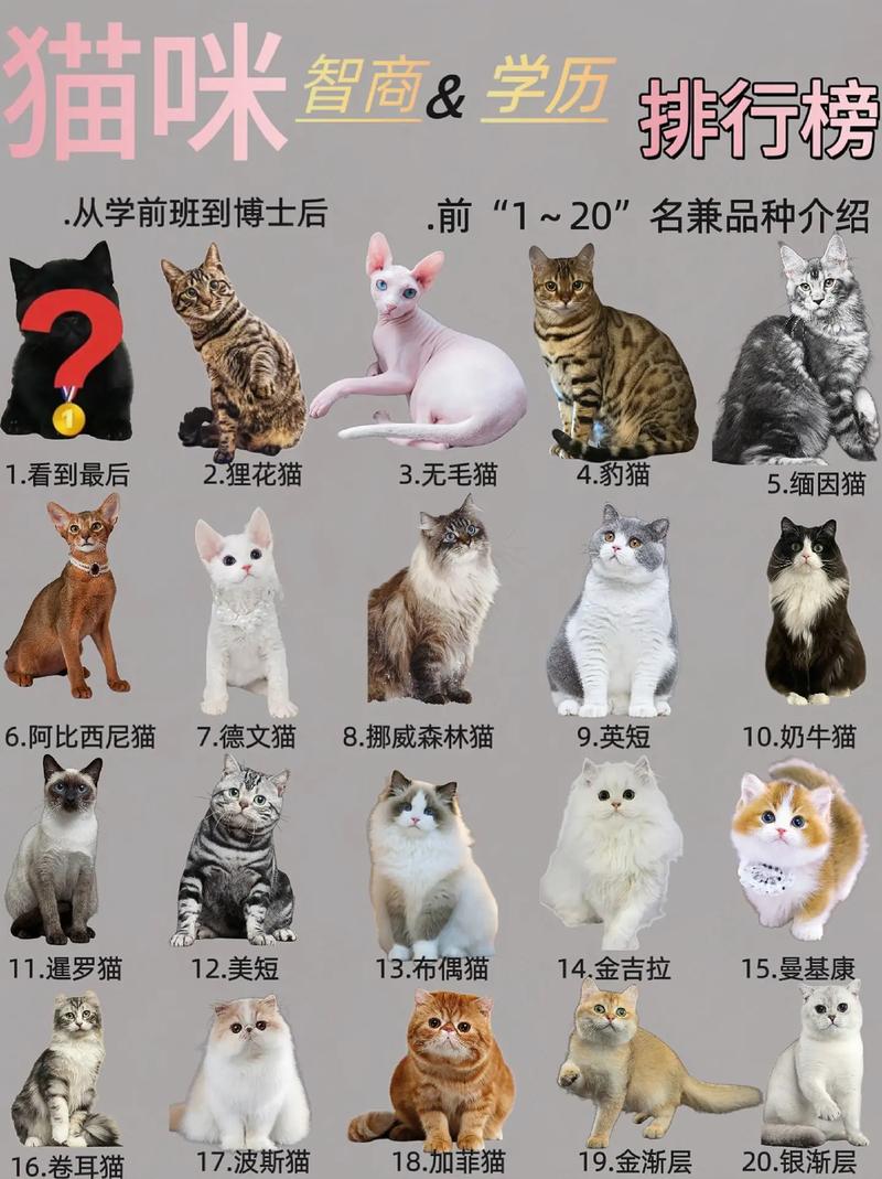 你什么时候被猫的智商震惊了？