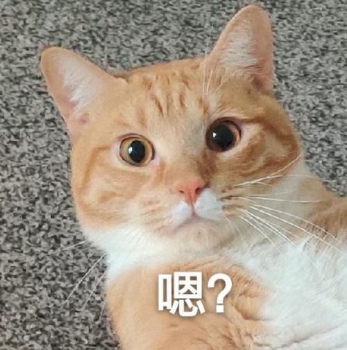 揭秘猫，你是我的灵魂伴侣还是只是食物伙伴