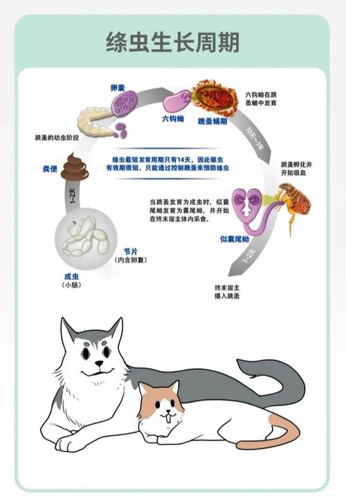 喵星人，你家的猫咪粑粑真的有绦虫吗？