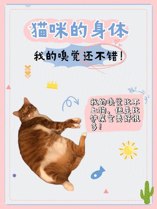 猫咪的秘密，排便时的神秘世界