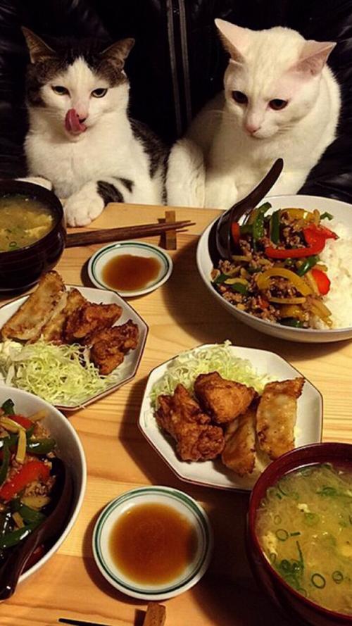 温馨时光，猫咪享受美食