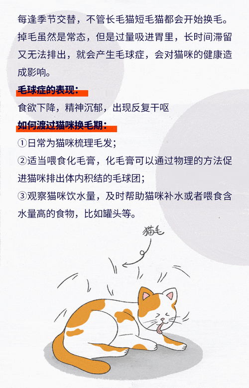 猫咪的秋季换季剃毛，科学护理指南