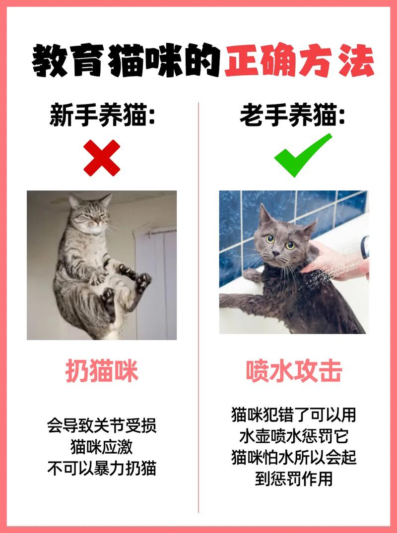 如何教育猫咪，科学与自然的结合