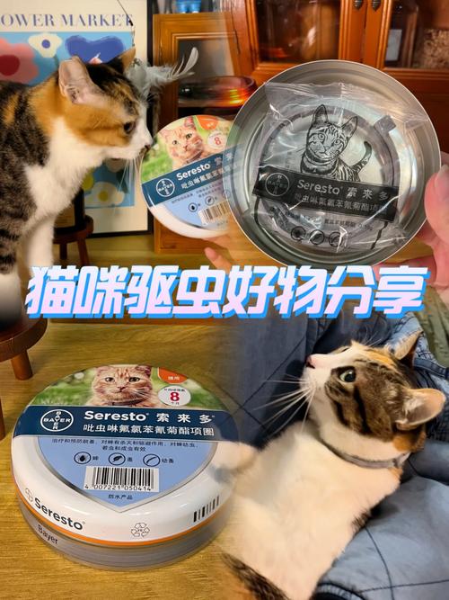 猫咪项圈戴多了，如何让它们成为更好的伴侣？