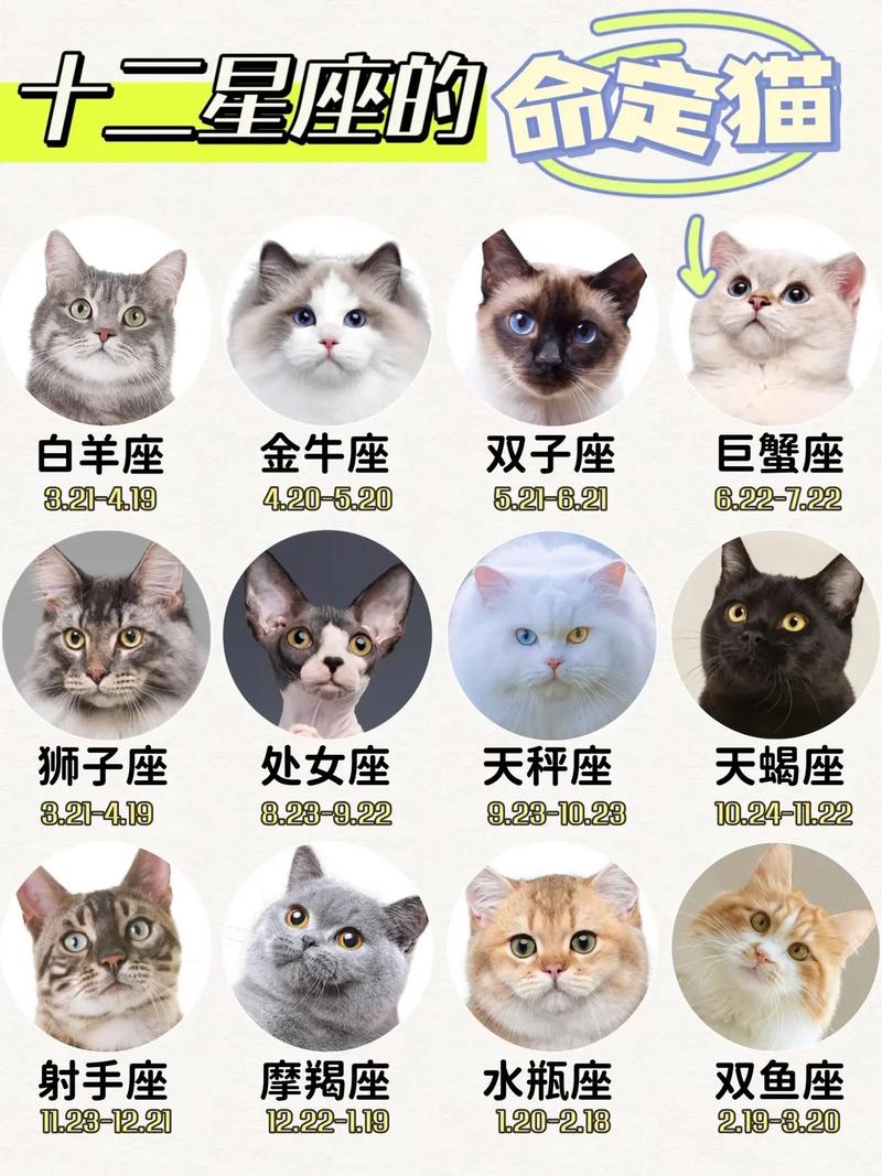 十二星座猫咪，它们的神秘世界