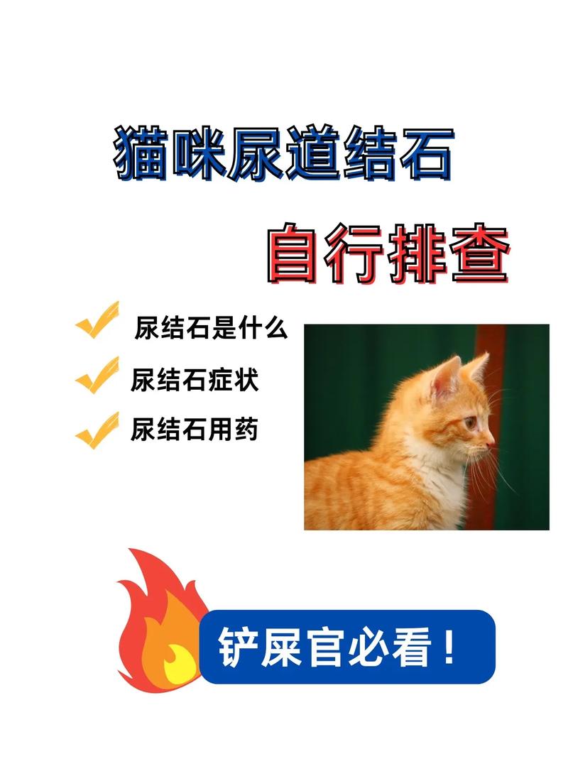 探索猫咪的神秘世界，猫咪尿酸盐结石