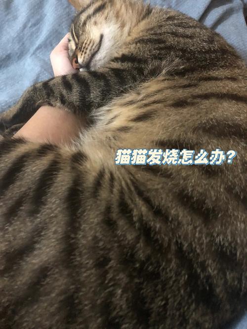 猫咪发烧时如何正确处理？