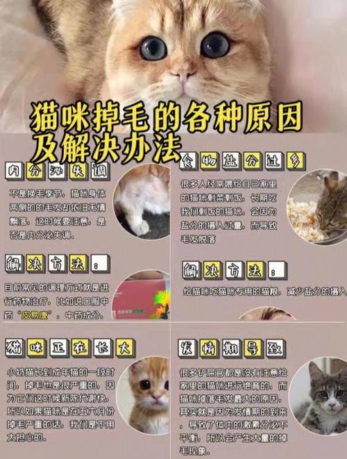 揭秘猫咪毛发不好的原因及改善方法