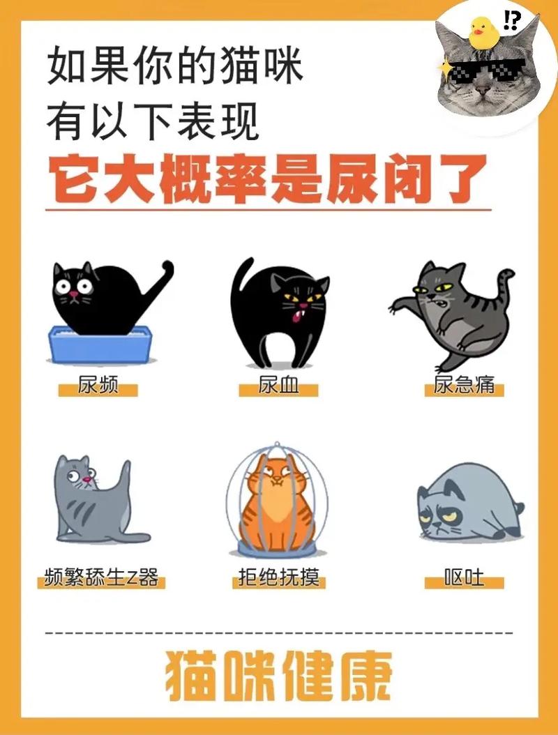 孕期猫咪尿频，常见原因及应对策略