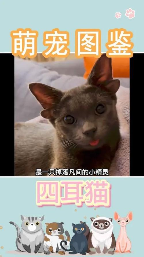 猫泪的秘密，如何让它们变得更美