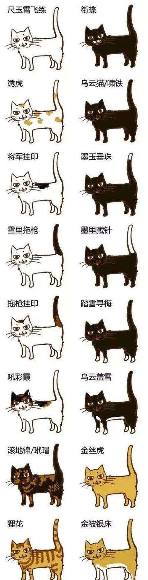 雪里拖枪，猫咪与枪械的奇妙组合