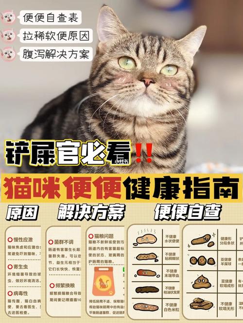 猫咪拉稀糊状酸臭，紧急应对与健康维护