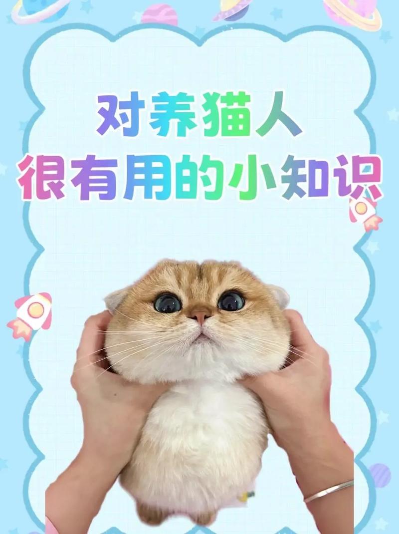 猫咪的健康守护，疫苗接种与生活品质