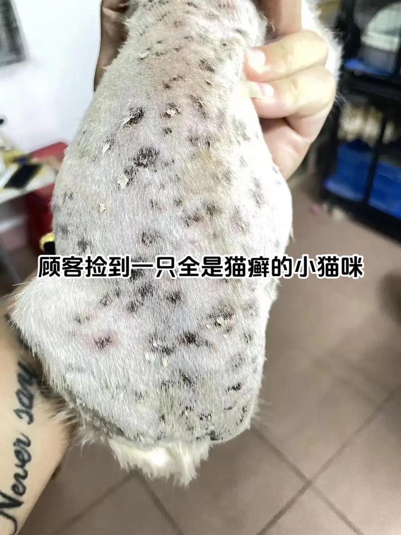 猫咪皮肤黑癣的真相与解决方法