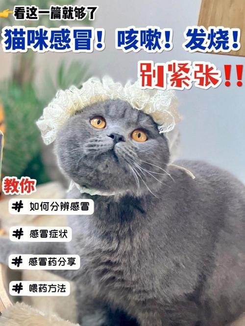 猫咪的妙语，你是不是也经常感冒？