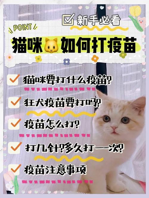 猫咪的健康守护，常见疫苗与防护知识