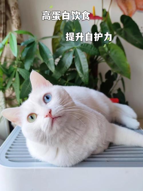 猫咪的健康与快乐，如何让猫咪恢复食欲？