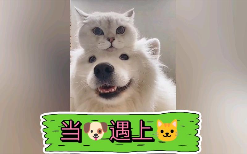 猫咪与植物，它们之间那份神秘而温馨的化学反应