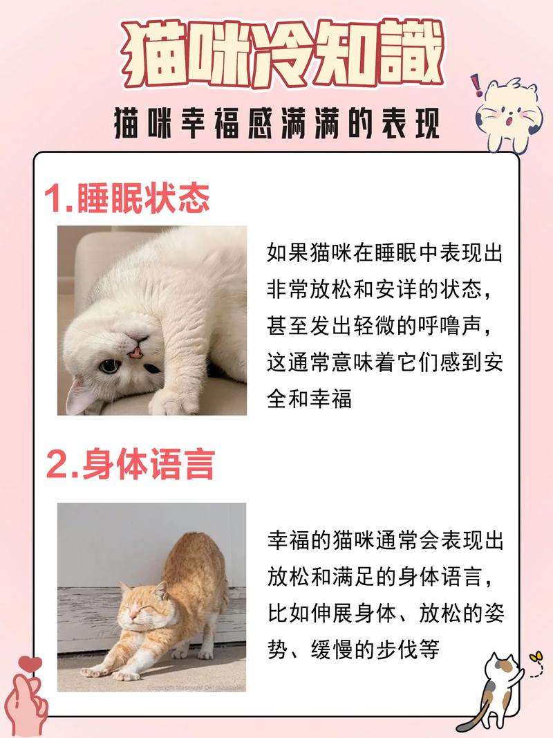 猫咪的健康与幸福，缓解压力的方法