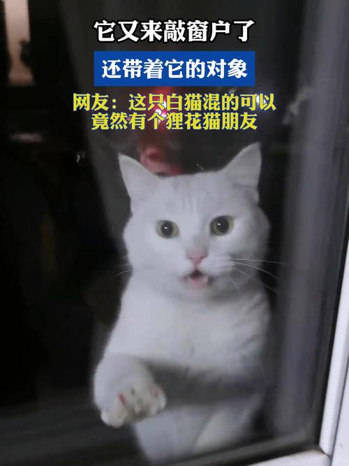 猫鼻塞，你的朋友还是敌人？