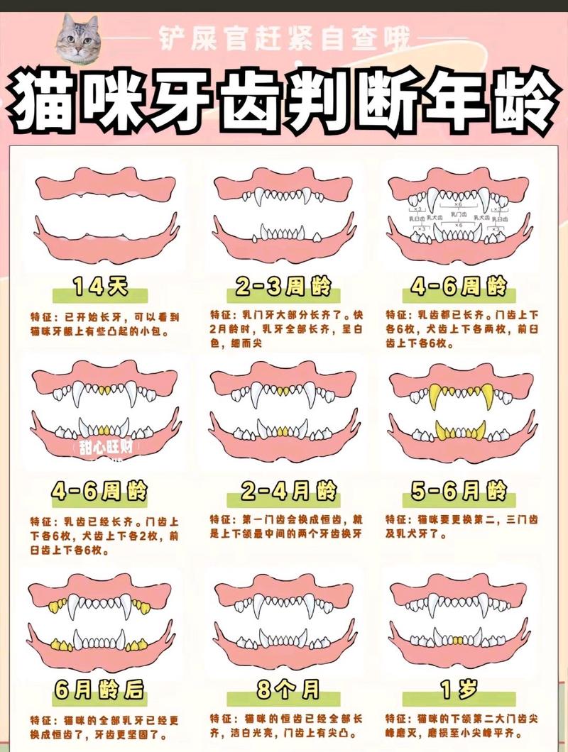 猫咪的换毛期，从出生到成熟